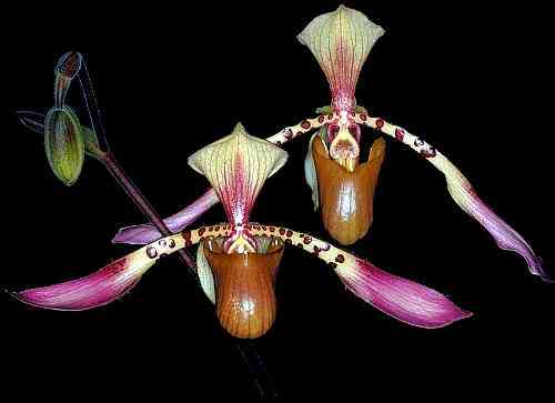 Paphiopedilum lowii